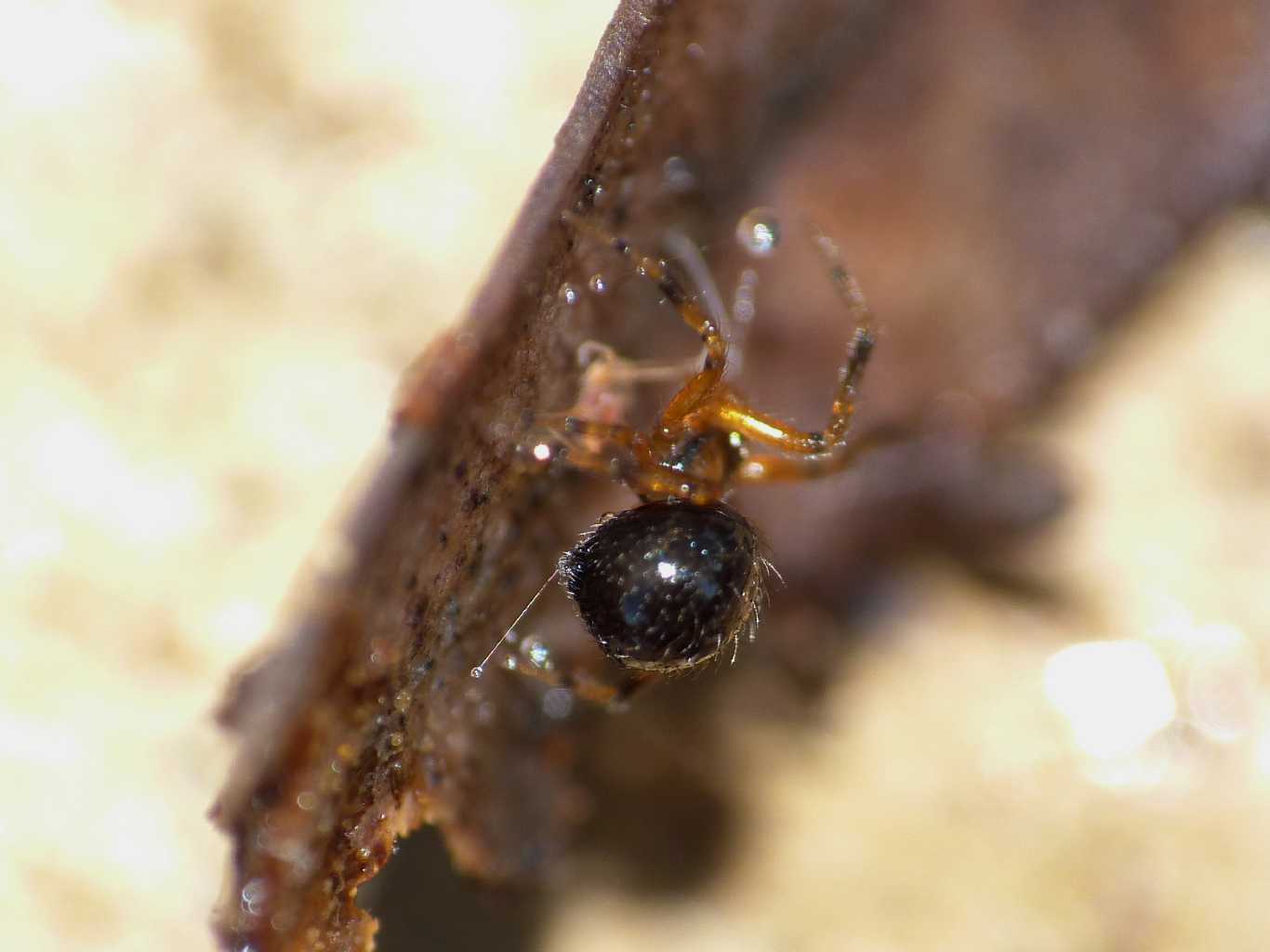 Piccolo Theridiidae bruno - Ostia (RM)